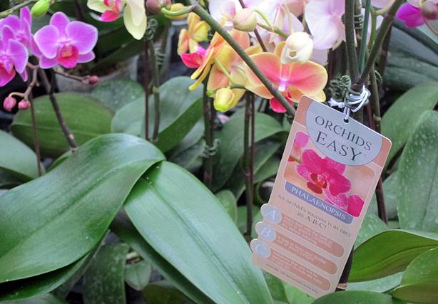 Five Easy Steps to Orchid Success - Urban Gardens