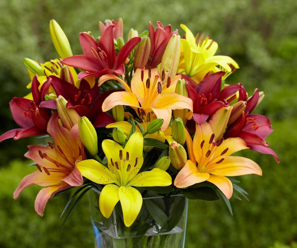 Bloom Times for Lilies