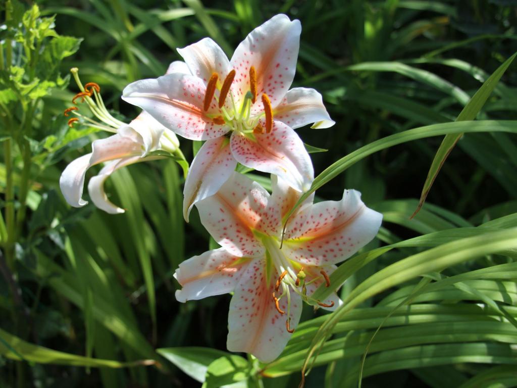 In the Garden: Oriental lilies are beautiful, easy to grow | The Spokesman-Review