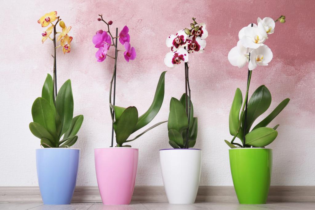 Easy Ways To Keep Your Orchids Alive - Simplemost
