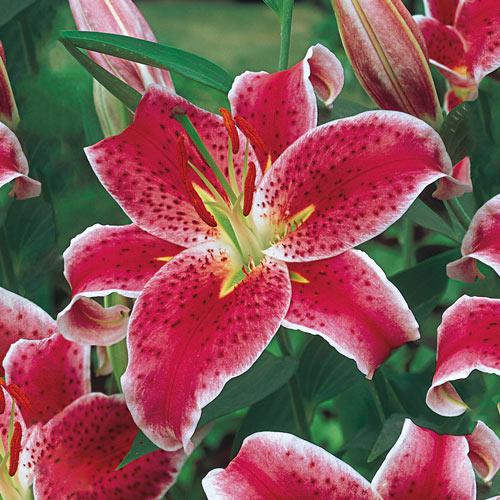 Stargazer Oriental Lily Flower Bulbs for Sale | Michigan Bulb