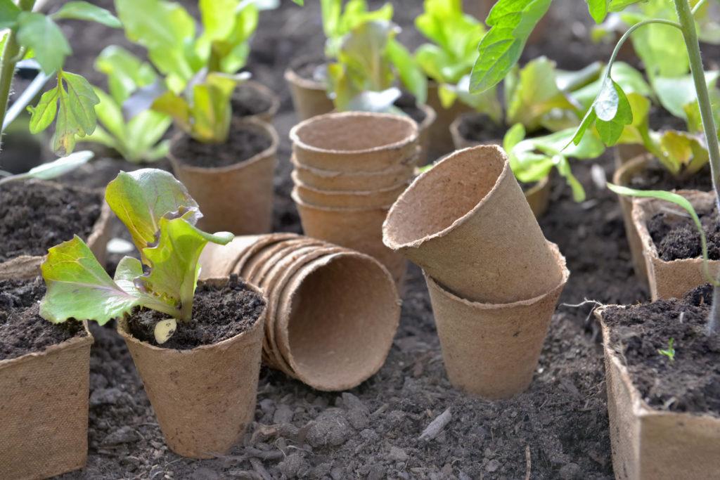Do Peat Pots Really Decompose? Peat Pot Pros And Cons – Tiny Garden Habit