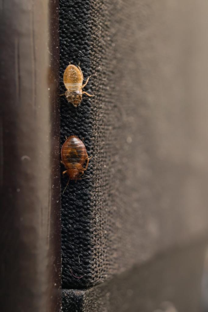 How Fast Do Bed Bugs Spread | Terminix