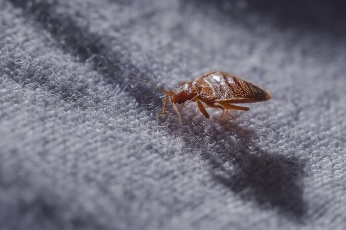 How Fast Do Bed Bugs Spread, Transfer & Multiply?