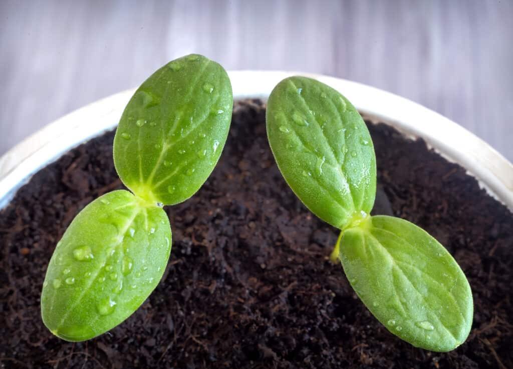 How to Grow Cucumbers from Seed