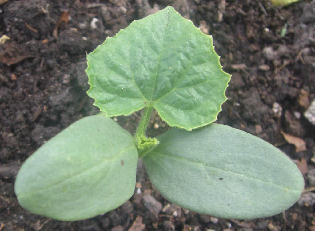 How Long Do Cucumber Seeds Take to Germinate? (Speed It Up!) – greenupside