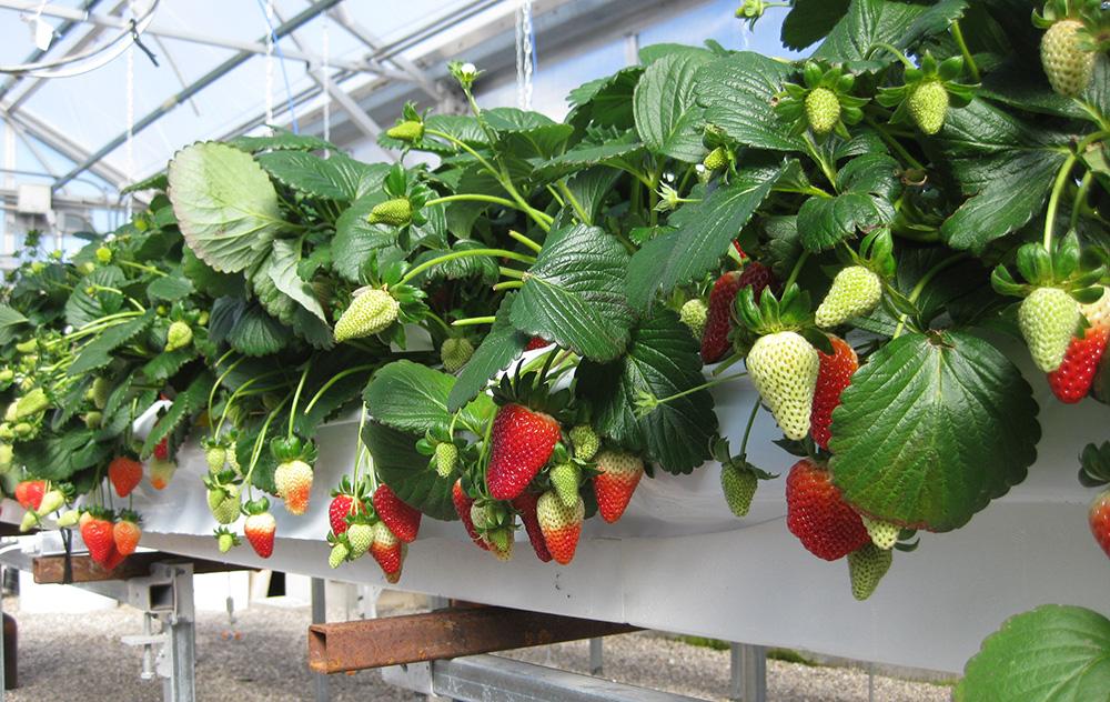 Essentials for growing hydroponic strawberries successfully – Hort Americas