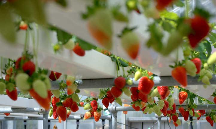 Hydroponic Strawberries: Berries Grown Without Soil - Epic Gardening