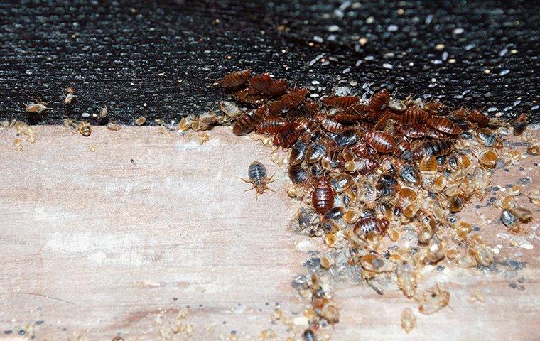 The Best Way To Get Rid Of Chicago Bed Bugs