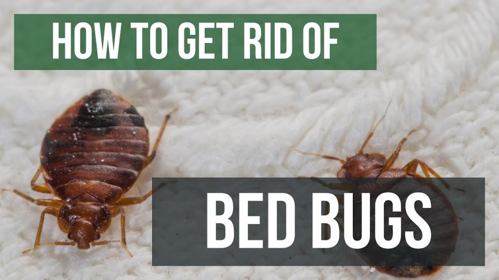 How To Get Rid of Bed Bugs Guaranteed- 4 Easy Steps - YouTube