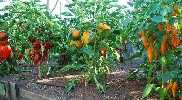 How Many Bell Peppers Per One Plant Produce? (How Far Apart?) - Farming Guide for Beginner