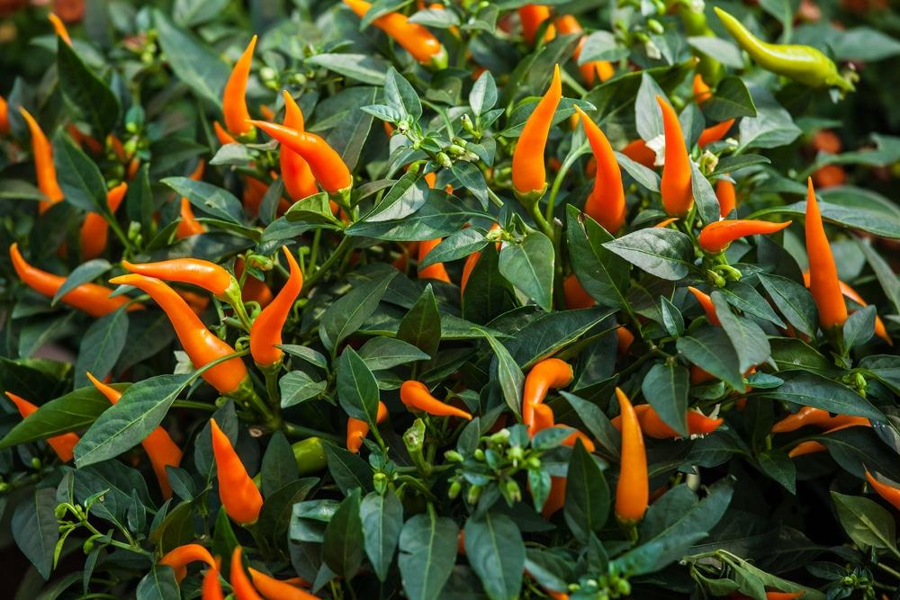 How Many Peppers Per Plant - Garden.eco