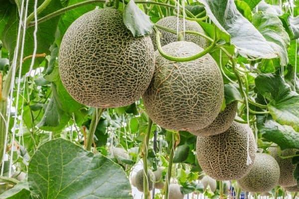 Cantaloupe Growth Stages - Urban Garden Gal