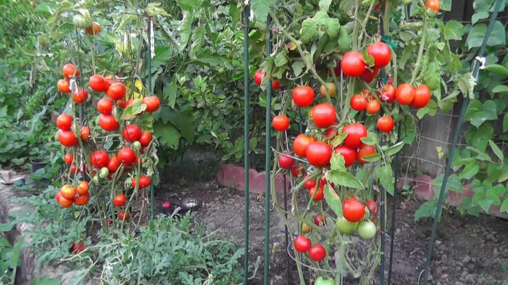 How Many Tomatoes Per Plant Can You Harvest? - Archute