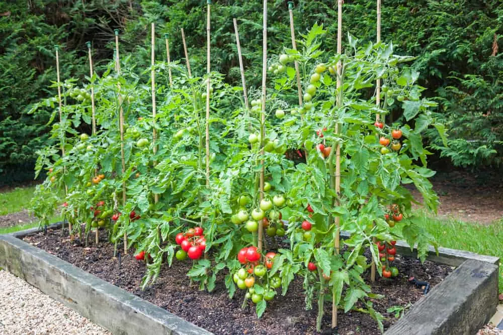 Grow Tomatoes In Raised Beds: Everything You Need To Know - Tomato Bible