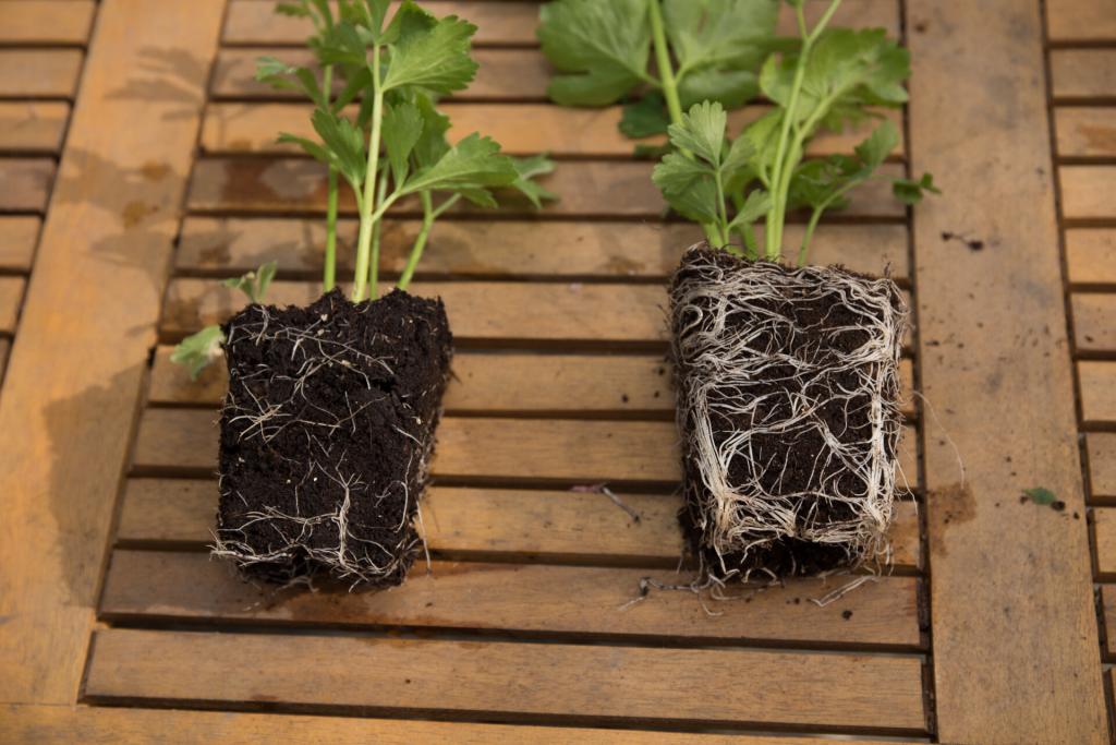 Ed Rosenthal: Improve yield and quality of your cannabis crop with the help of Mycorrhizae — Ed Rosenthal
