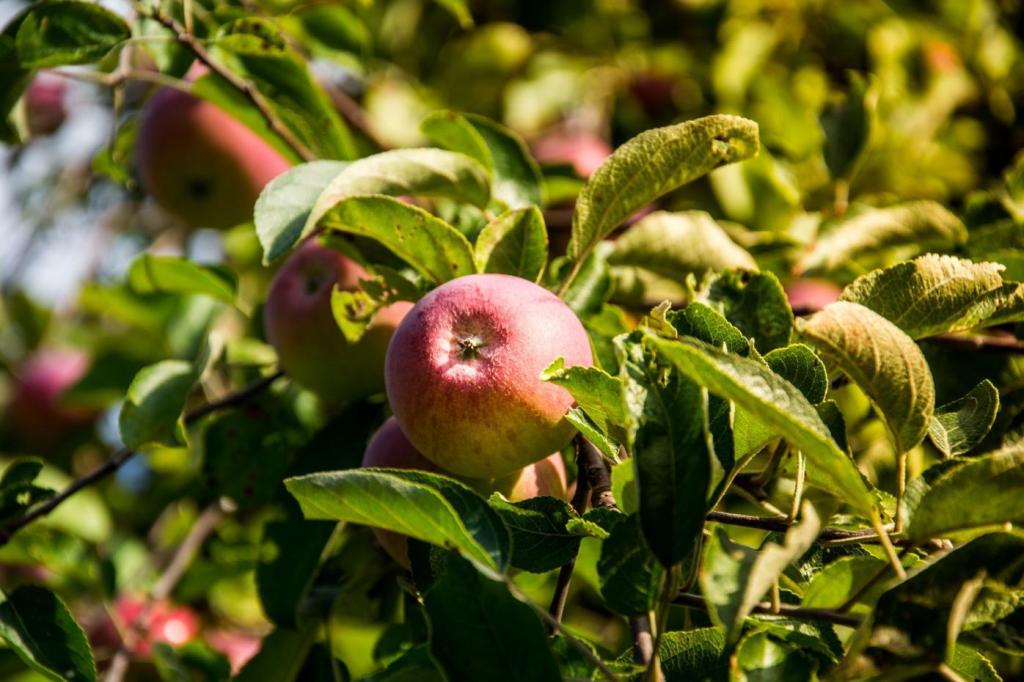 A general guide to growing fruit trees and shrubs in Cheyenne | To Do | wyomingnews.com