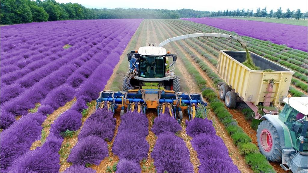 Lavender Harvest & Oil Distillation | Valensole - Provence - France 🇫🇷| large and small scale - YouTube