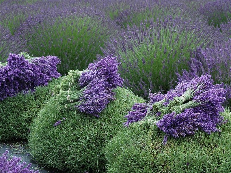 How To Harvest Lavender And 5 Ways To Use It