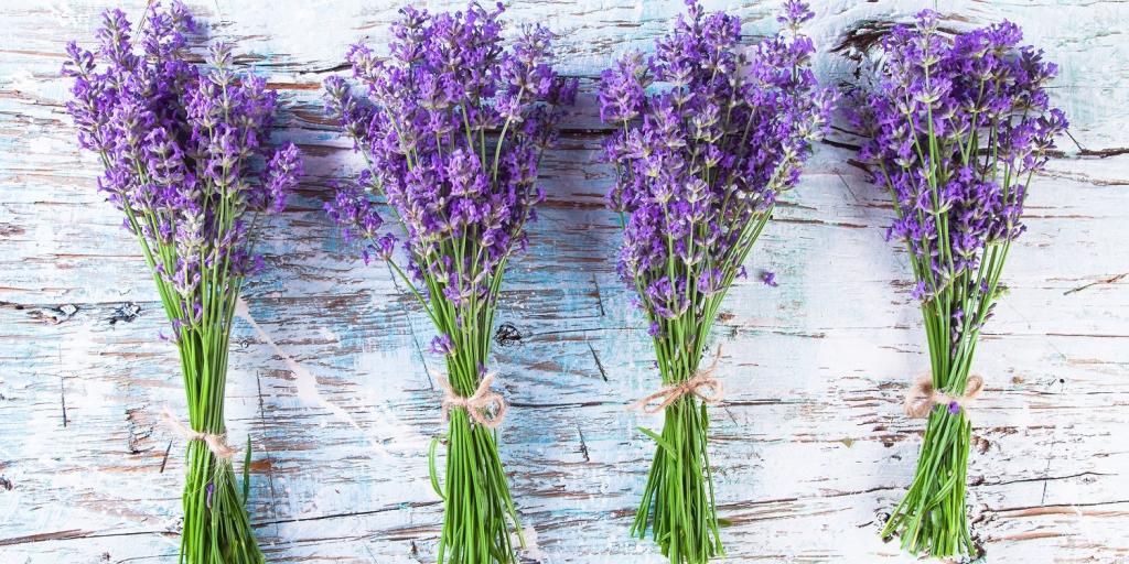 An Expert Guide to Harvesting Lavender - Drying All Foods