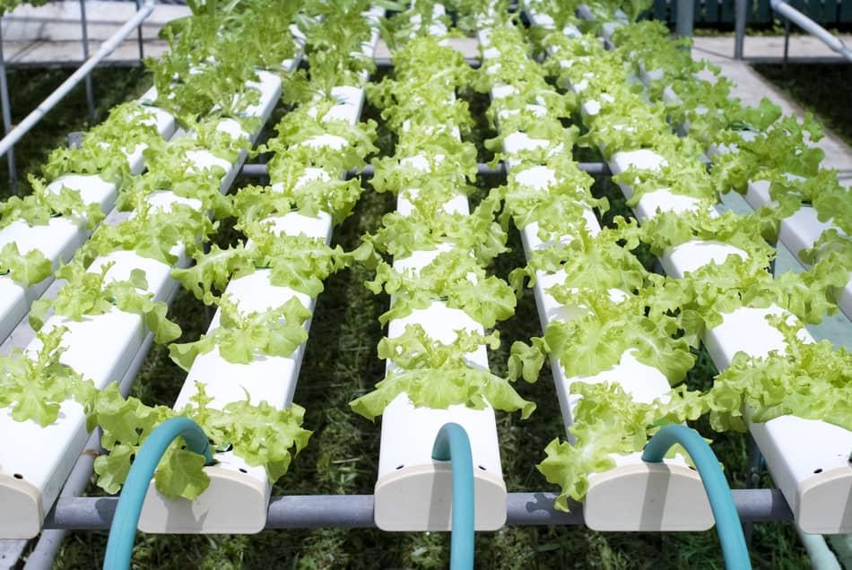 How Often Should You Change The Water In A Hydroponic System - Greenhouse Today