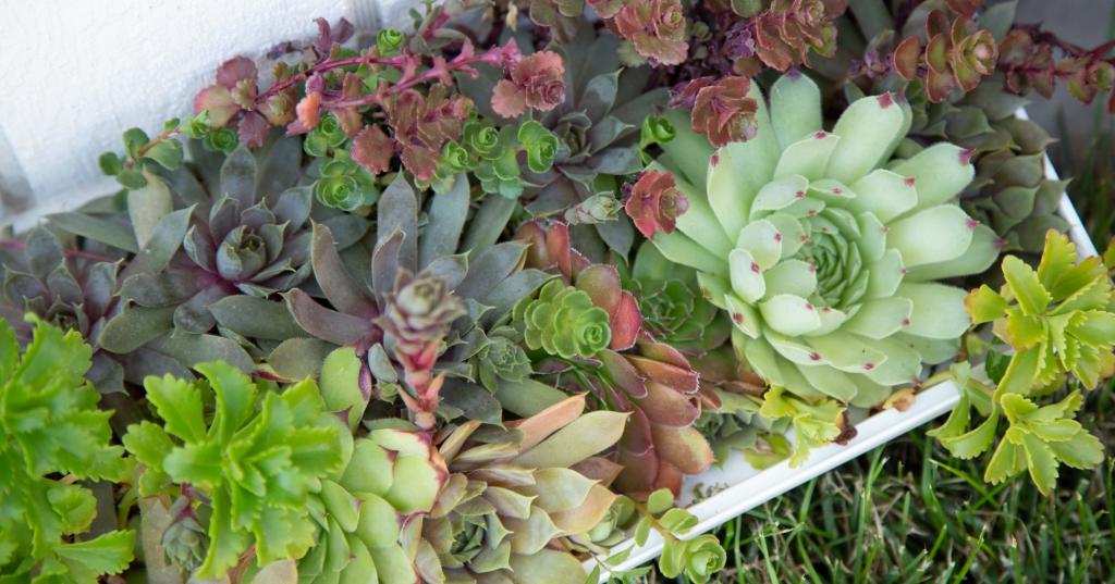 Learn how to fertilize succulents | Succulents and Sunshine