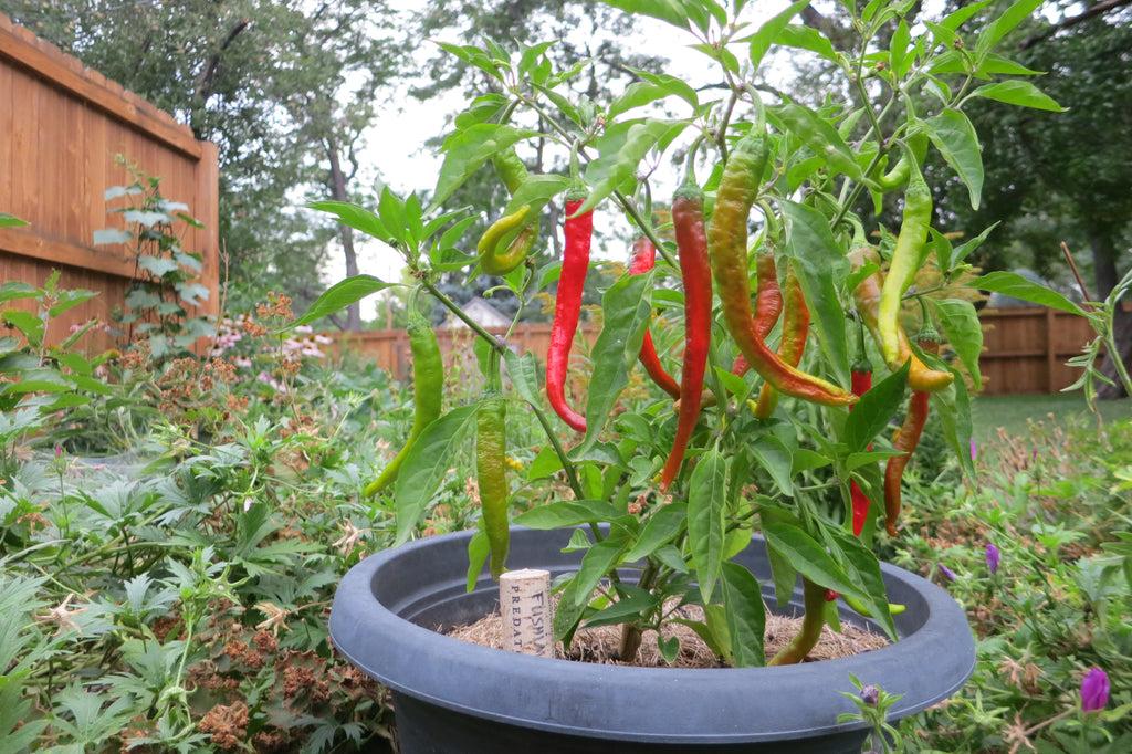 How Often to Water Pepper Plants in Pots – Sandia Seed Company
