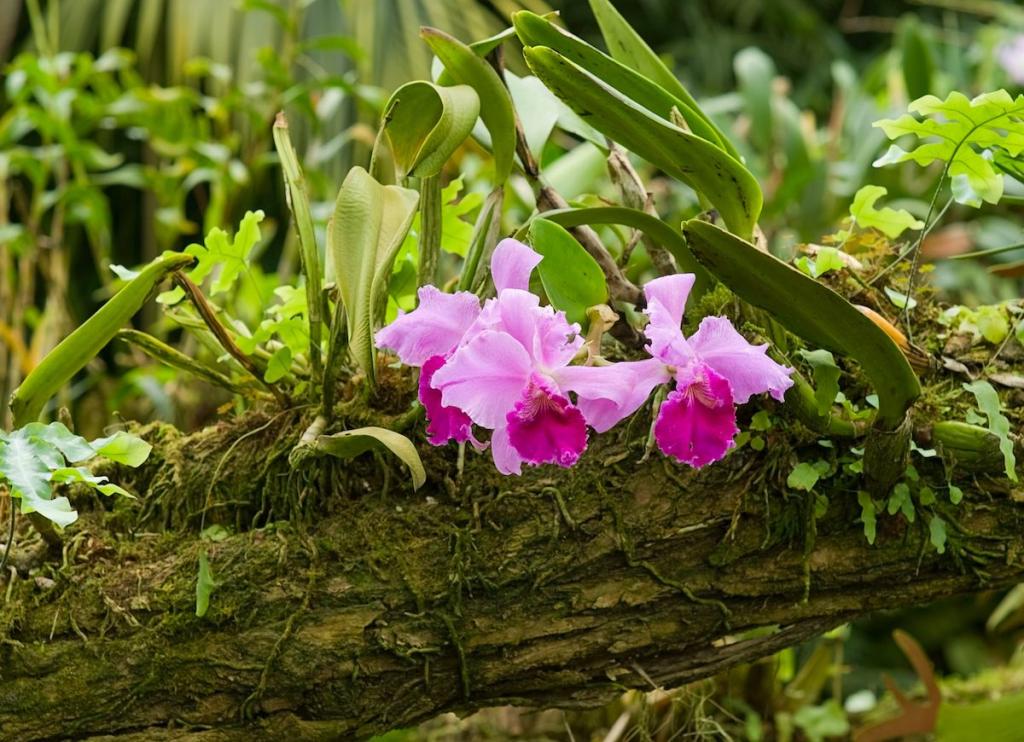 Here's What Your Favorite Houseplants Look Like in the Wild | Orchid plant care, Dendrobium orchids care, Orchid seeds