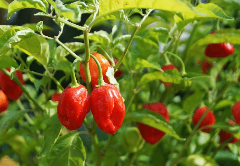 How to Fertilize Pepper Plants | Blog | GrowJoy