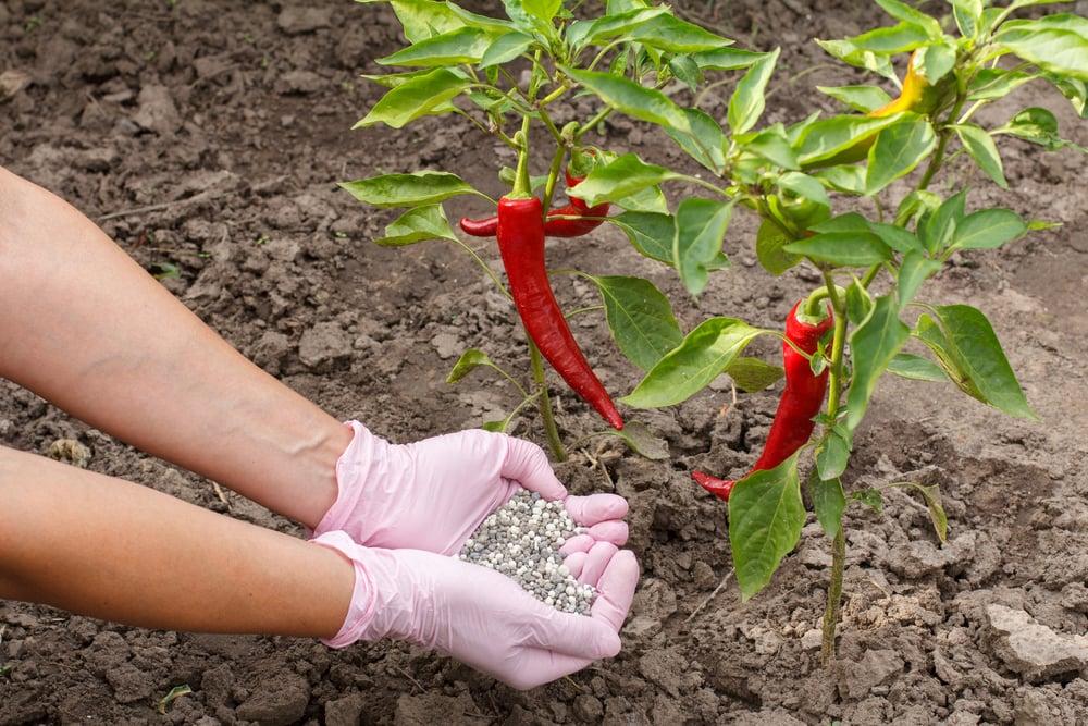 10 BEST Pepper Fertilizers for BETTER Peppers (2023) - The Gardening Dad