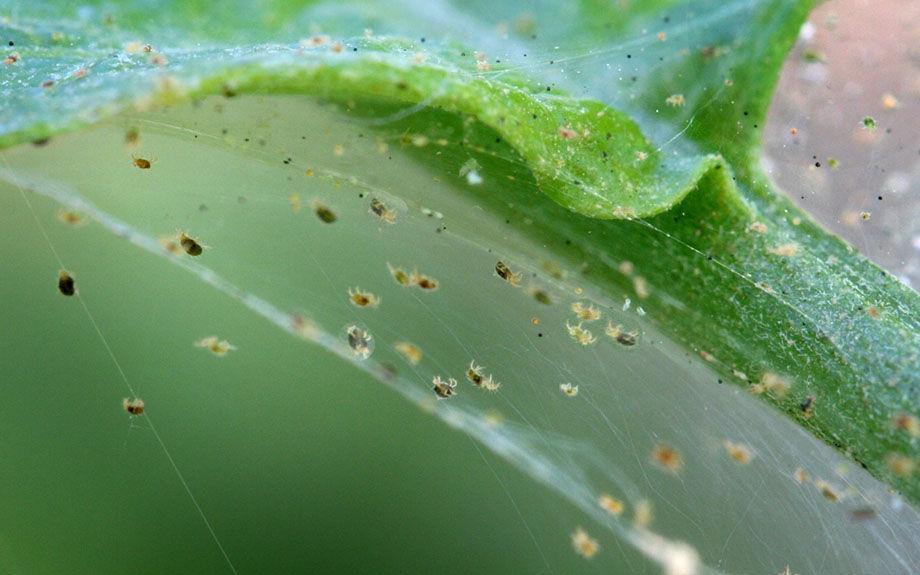 How to Identify and Treat Spider Mites on Orchids?