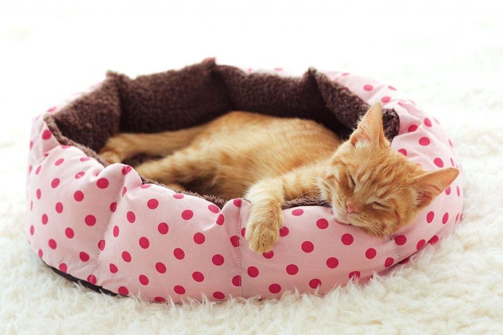 15 DIY Cat Beds You Can Make Today (With Pictures) | Hepper