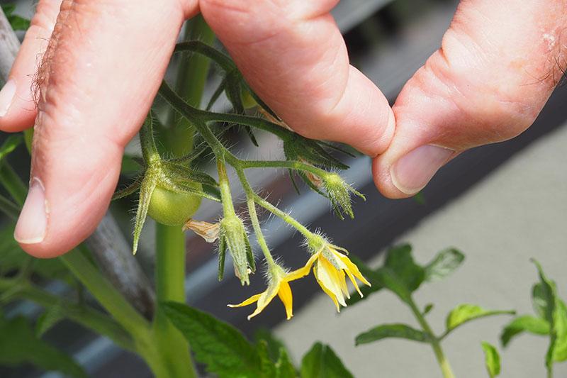 How to Pollinate Tomatoes by Hand | Gardener's Path