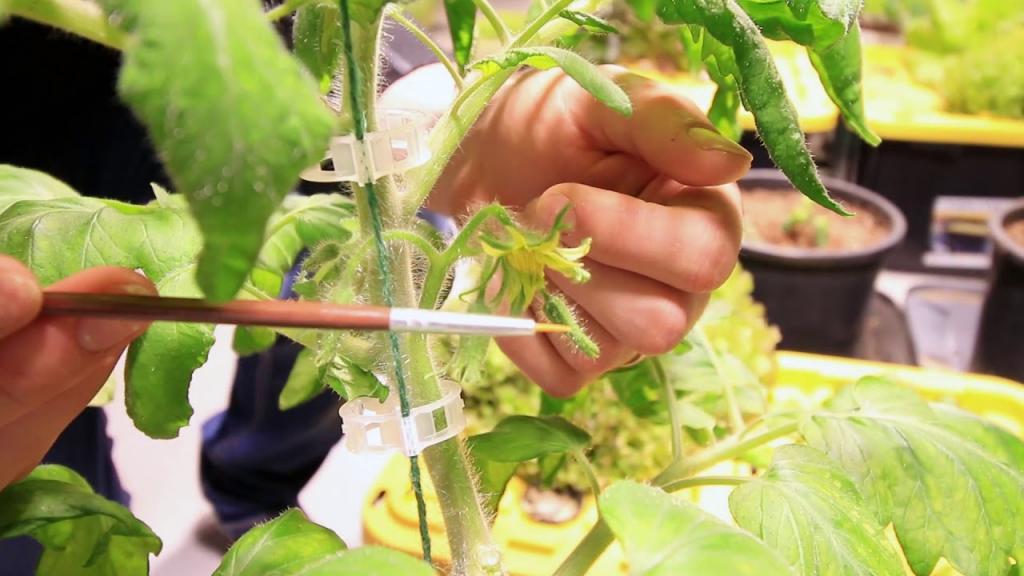 5 Ways To Hand Pollinate Tomatoes for Great Success! - YouTube