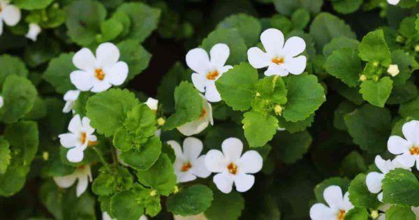 Bacopa Plant Care: How To Grow Annual Sutera Cordata | Bacopa plant, Plants, Annual plants