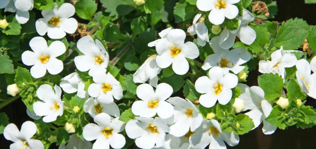 Bacopa Plant Guide: How to Grow Bacopa - 2022 - MasterClass