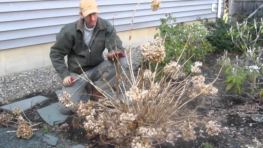 Pruning Endless Summer hydrangea in the Spring by LandscapeConsultation.com - YouTube