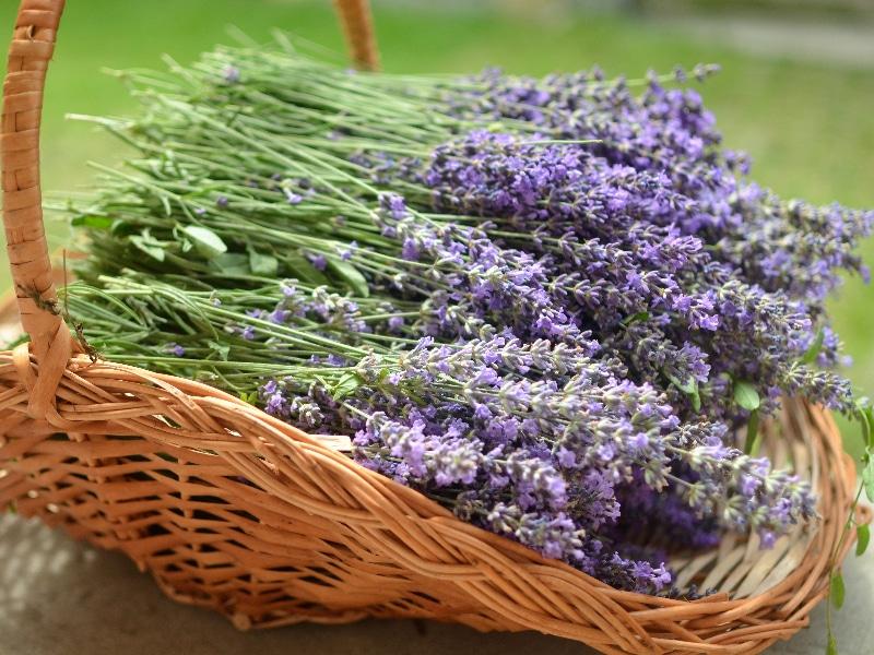 How to Sell Lavender: The Basics - Krostrade