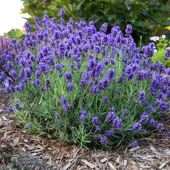 Lavender: Secrets to Success - Great Garden Plants Blog