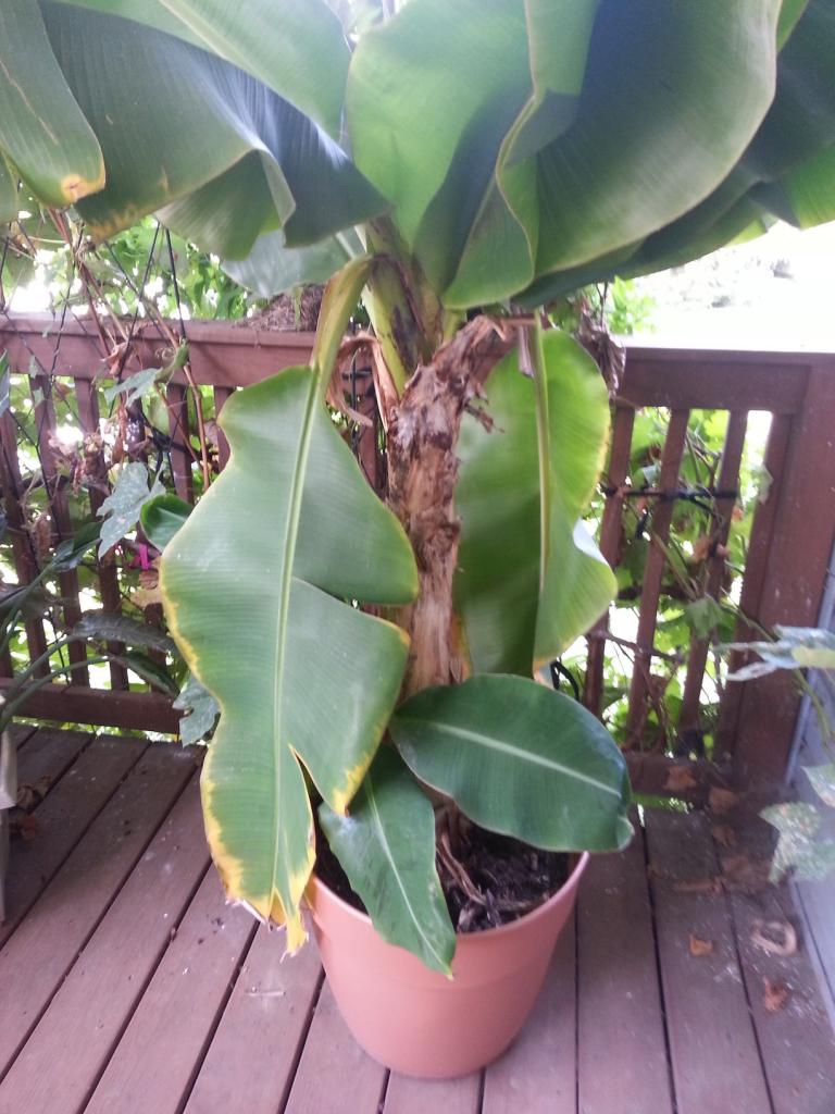 containers - Concerned about wintering a potted banana tree - Gardening & Landscaping Stack Exchange