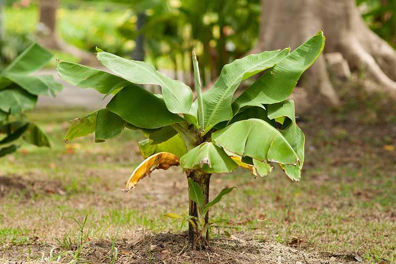 How to Overwinter Banana Plants | Gardener's Path