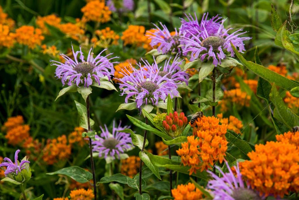 15 of the Best Native Wildflowers for the US and Canada | Gardener's Path