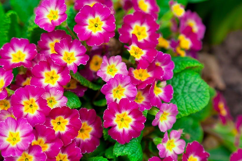 Best Perennial Flowers to Thrive in Northern Utah | Millcreek Gardens