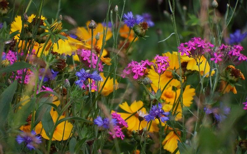 Top 20 FAQs About Wildflowers and Meadows | American Meadows