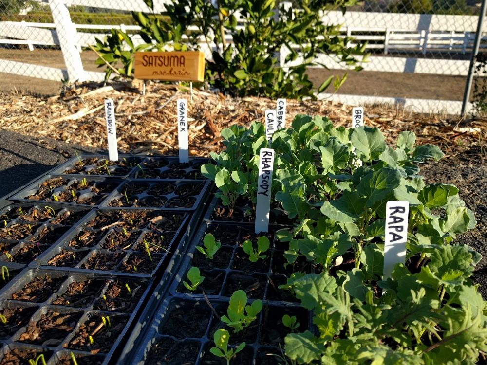 Which vegetables can I plant now in Southern California? - Greg Alder's Yard Posts: Southern California food gardening