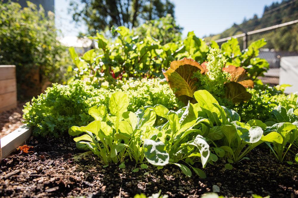 Best Vegetables to Plant in your Spring Garden — Portland Edible Gardens: Raised Garden Beds, Edible Landscaping, and Vegetable Garden Help in Portland, OR