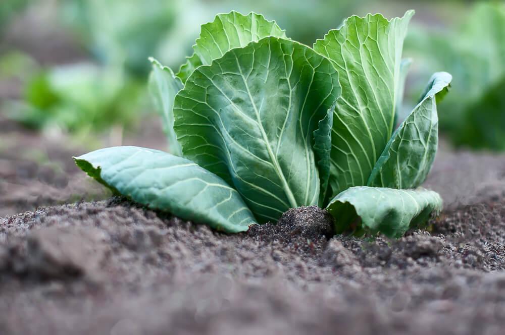 10 Best Vegetables to Grow in South Dakota (2023 Guide) - The Gardening Dad