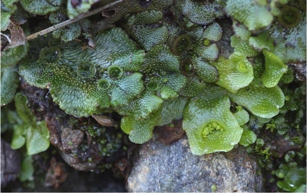 Marchantiophyta (Liverworts) — The Biology Primer