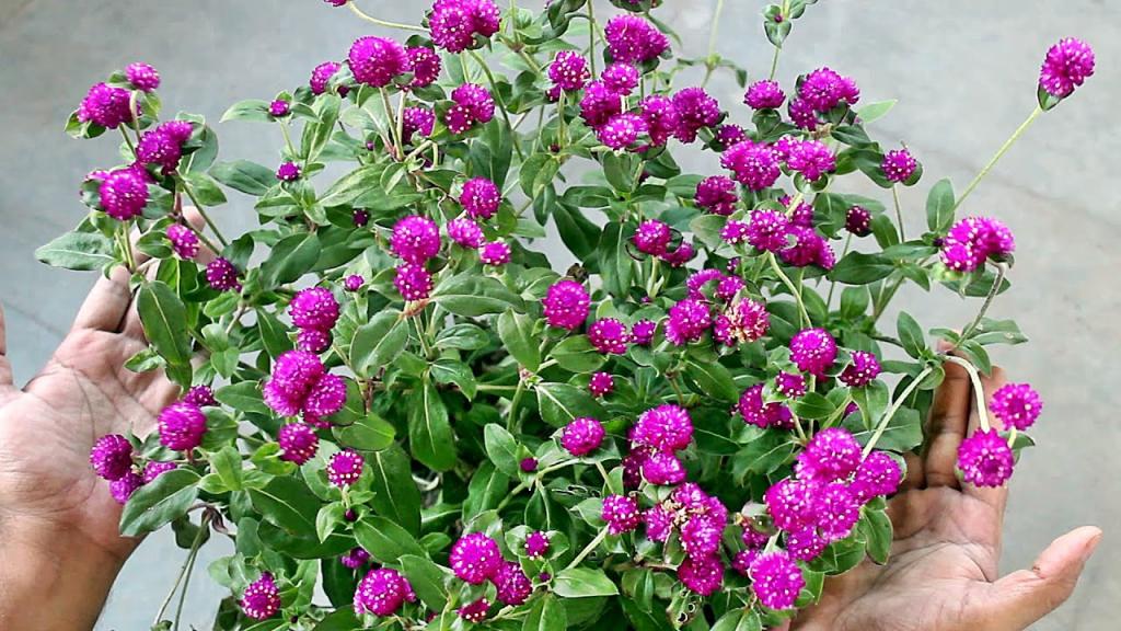 Growing Gomphrena from SEED & TRICKS for MAXIMUM Flowers - YouTube