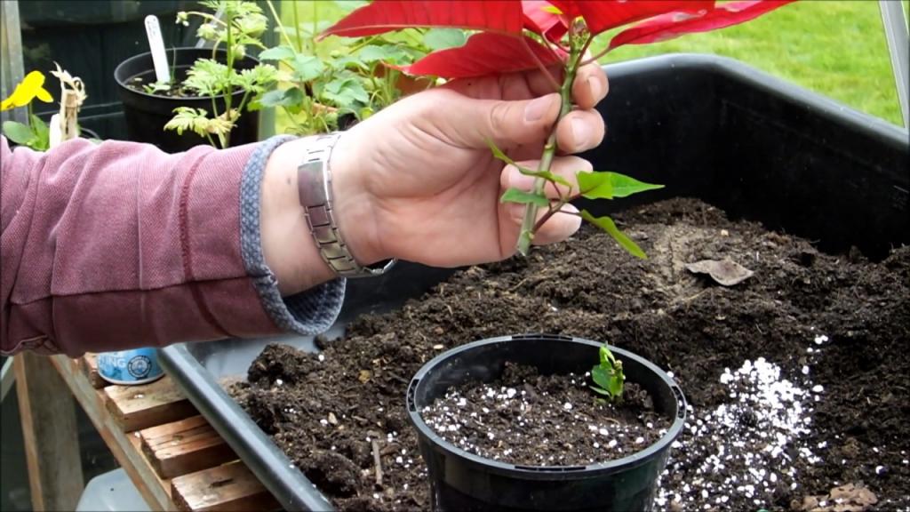 Taking poinsettia (Euphorbia pulcherrima) cuttings - YouTube